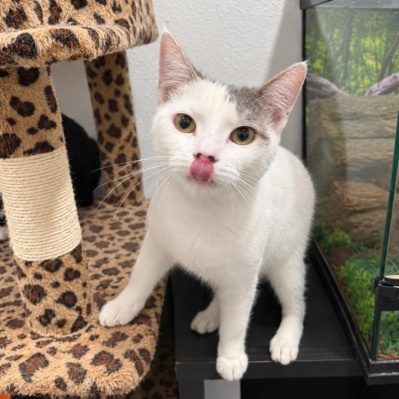 A young medium-sized female Gray & White Domestic Short Hair cat named Georgia K for adoption in Fresno, CA