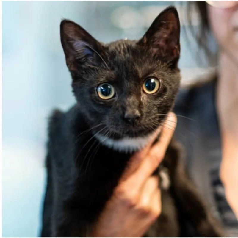 A young small-sized male Black Domestic Short Hair cat named Franklin for adoption in Sioux Falls, SD