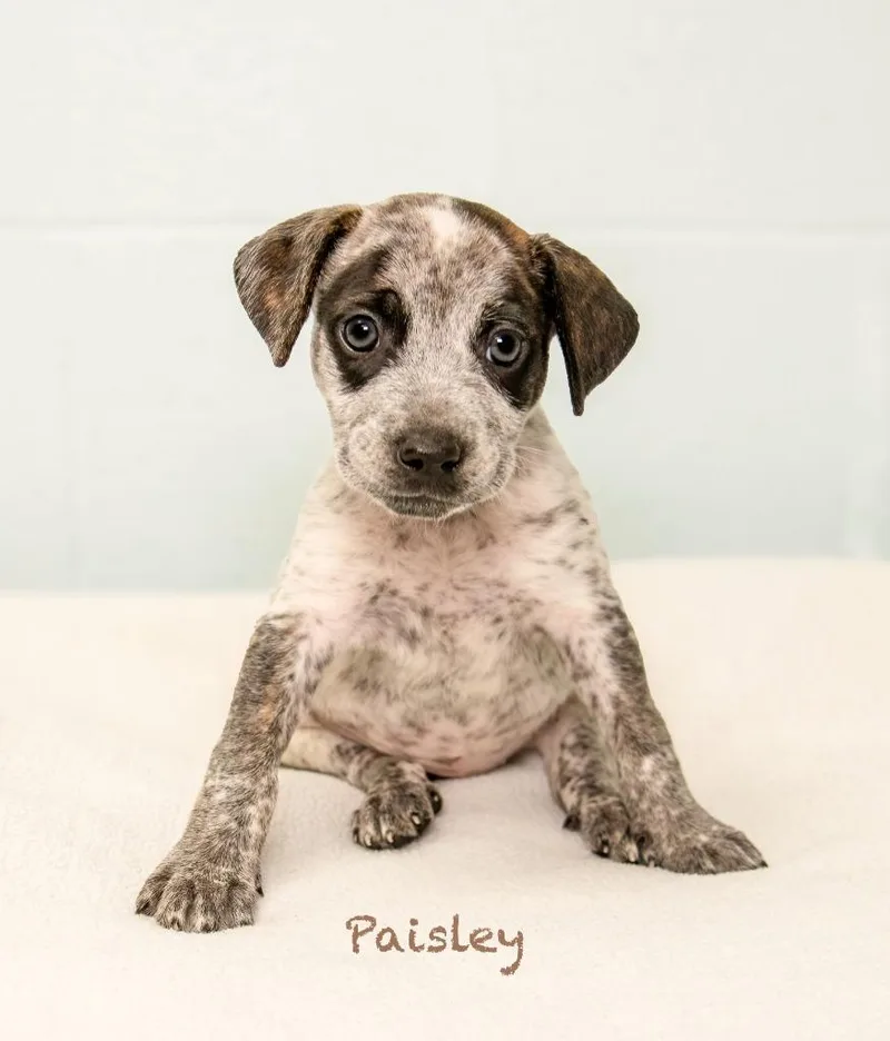 A baby medium-sized female Hound dog named Paisley for adoption in Manchester, CT