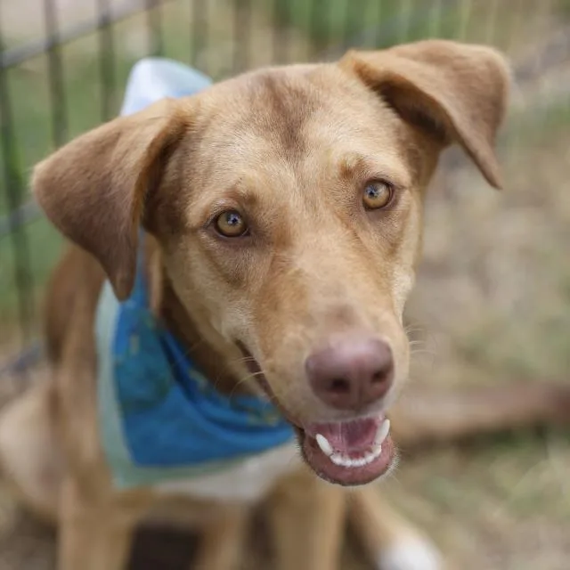 An adult large-sized female Shepherd dog named Velma for adoption in San Antonio, TX