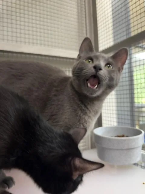 A young medium-sized female Tabby (Gray / Blue / Silver) Domestic Short Hair cat named Pumpernickel for adoption in Saranac Lake, NY
