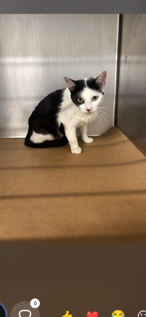 A young small-sized female Domestic Short Hair cat named Cletis for adoption in Cartersville , GA