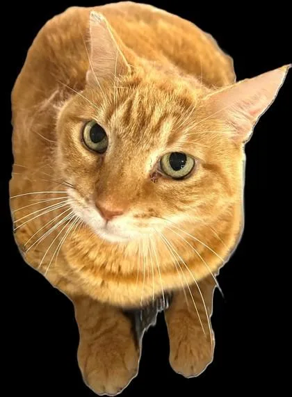 An adult medium-sized male Tabby (Orange / Red) Domestic Short Hair cat named Korey Kat Fiv+ for adoption in Stanwood, WA