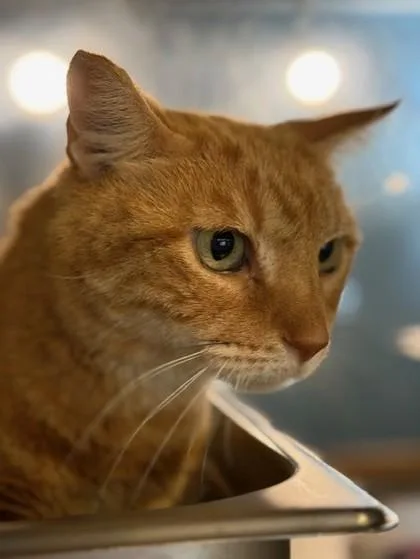 Korey Kat Fiv+ thumbnail 2