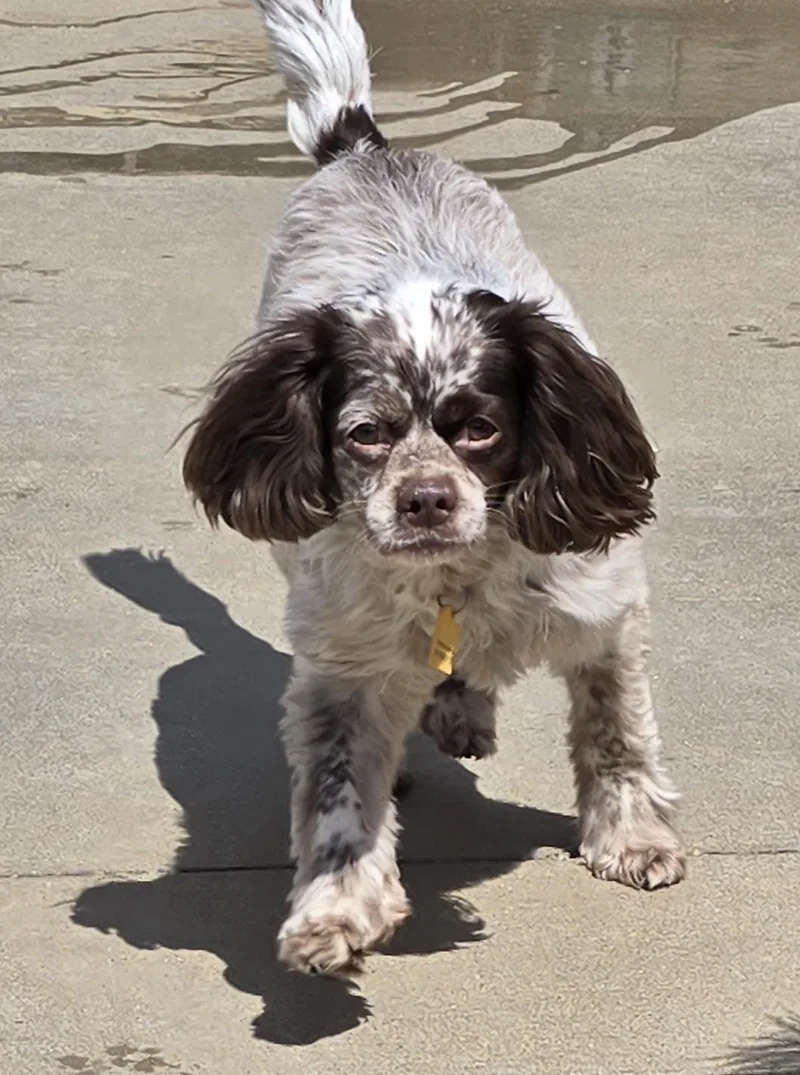 An adult small-sized female Brown / Chocolate Cockapoo dog named Kobe for adoption in Terre Haute, IN