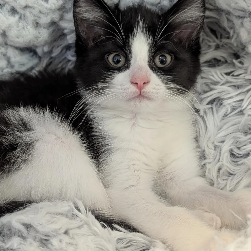A baby medium-sized female Black & White / Tuxedo Domestic Short Hair cat named Jujyfruit for adoption in Fenton, MI