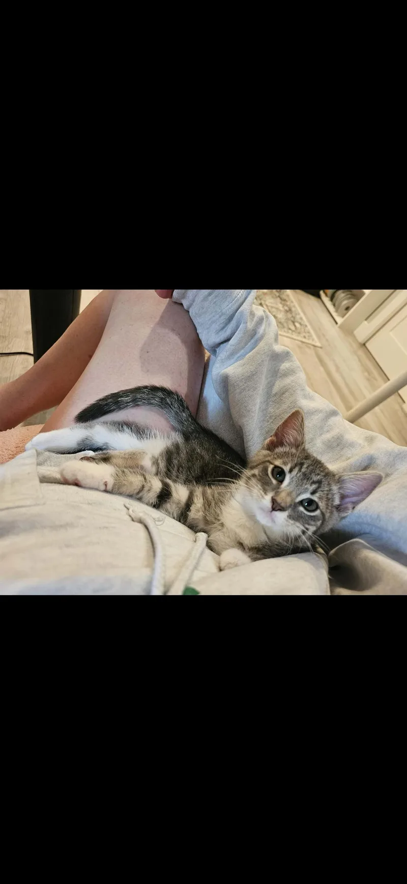 A baby medium-sized male Tabby (Gray / Blue / Silver) Domestic Short Hair cat named Quince for adoption in Omaha, NE