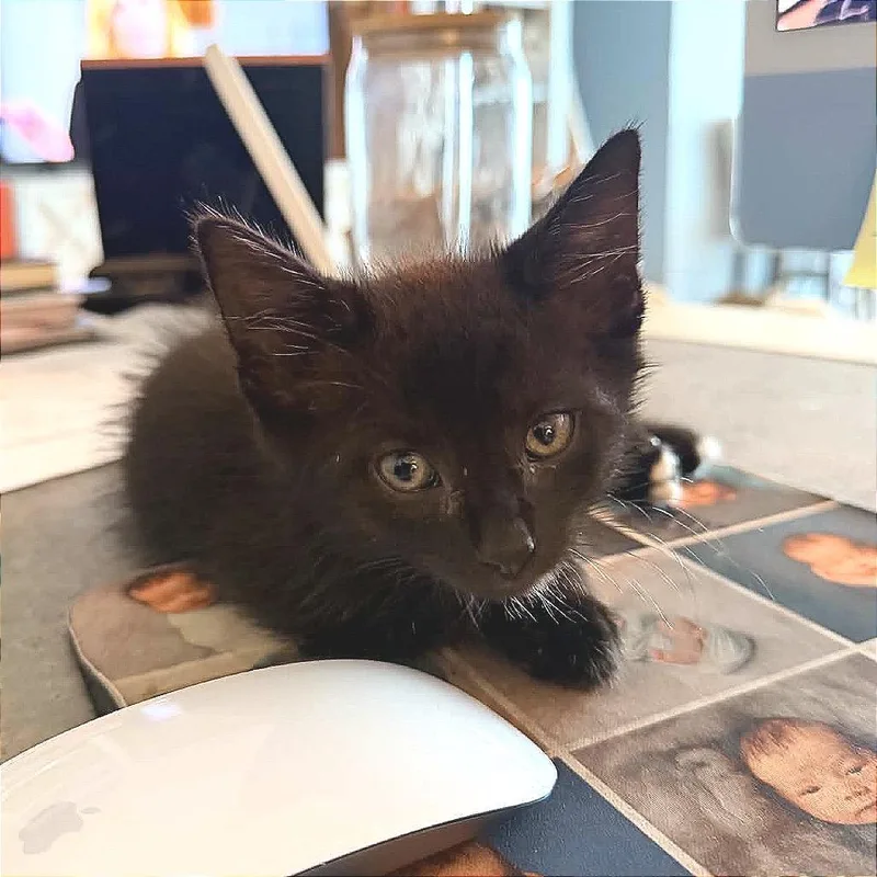 A baby small-sized male Black Domestic Short Hair cat named Webster for adoption in Hannibal, MO
