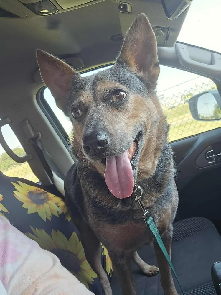 A young medium-sized male Gray / Blue / Silver Australian Cattle Dog / Blue Heeler dog named Sombrero for adoption in Shawnee, OK