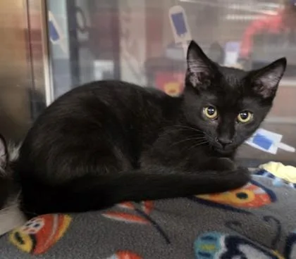 A young small-sized female Domestic Short Hair cat named Funshine for adoption in Phoenix, AZ
