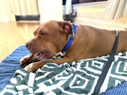 An adult large-sized female Mixed Breed dog named Mikah for adoption in West Chester, PA