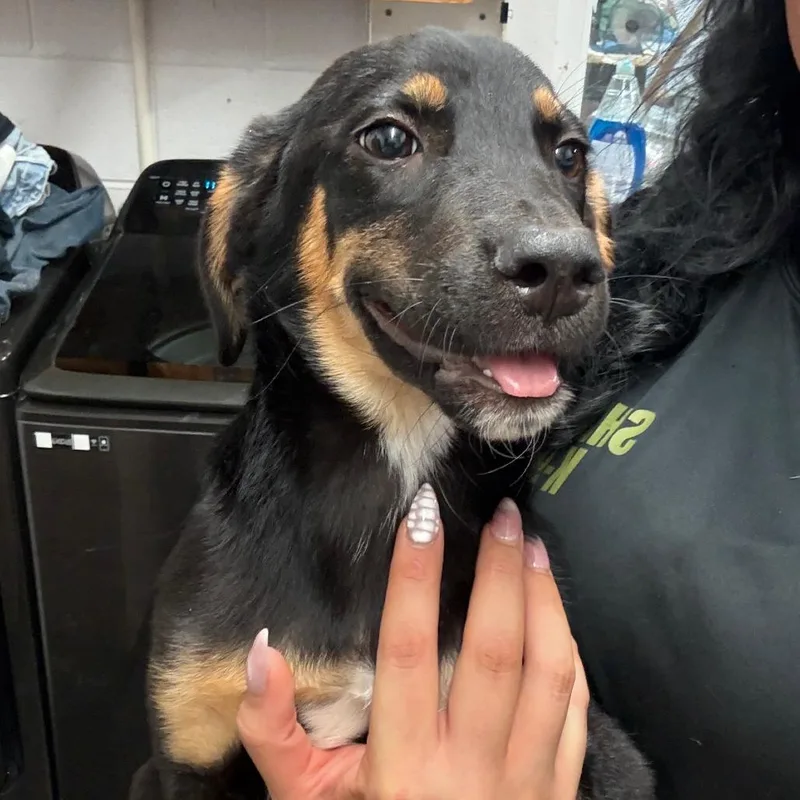 A baby small-sized female Brown / Chocolate Hound dog named Polly for adoption in Evensville, TN