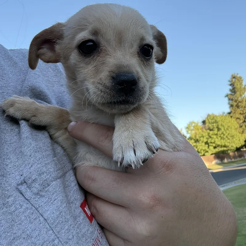 A baby small-sized female Chihuahua dog named Sunshine for adoption in Bakersfield, CA