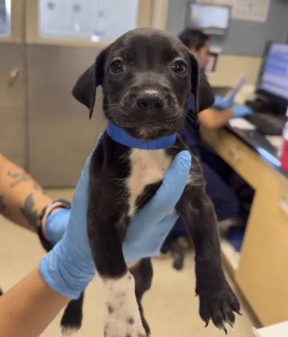 A baby small-sized male Shepherd dog named Hunter for adoption in Riverside, CA