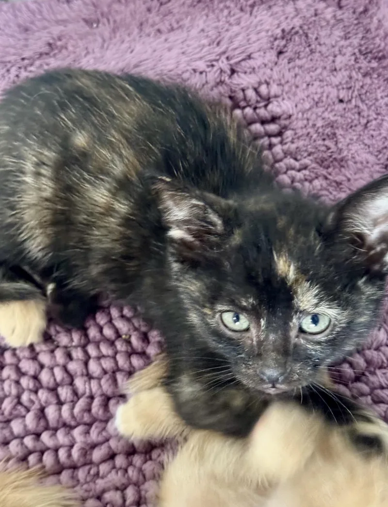 A young medium-sized female Tortoiseshell Domestic Short Hair cat named Ash for adoption in Lemont, IL