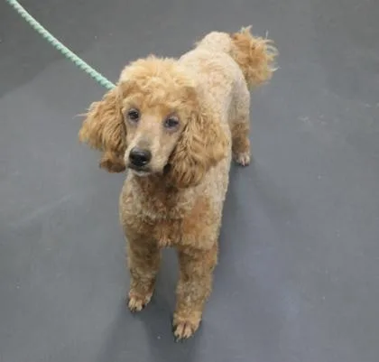 Elizabeth thumbnail 2