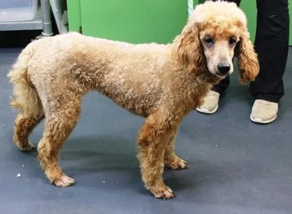 Elizabeth thumbnail 3