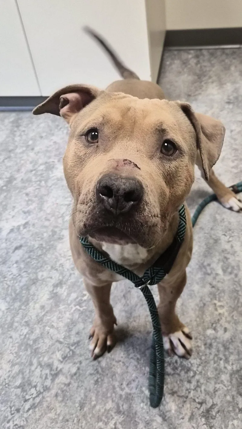 A young large-sized male Pit Bull Terrier dog named Stan for adoption in Hermitage, PA