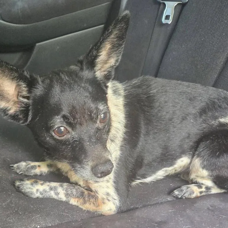 A senior small-sized male Black Chihuahua dog named Moochie Aka Russell Scott for adoption in Gulfport, MS