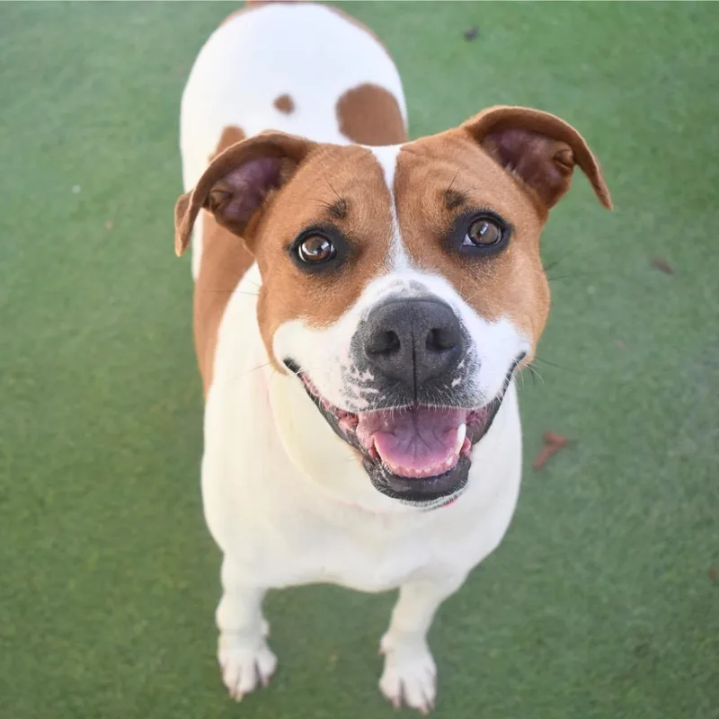 An adult medium-sized female American Staffordshire Terrier dog named Petunia for adoption in Saint Petersburg, FL