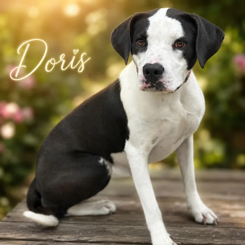 A young large-sized female Black Pit Bull Terrier dog named Doris for adoption in Wadena, MN