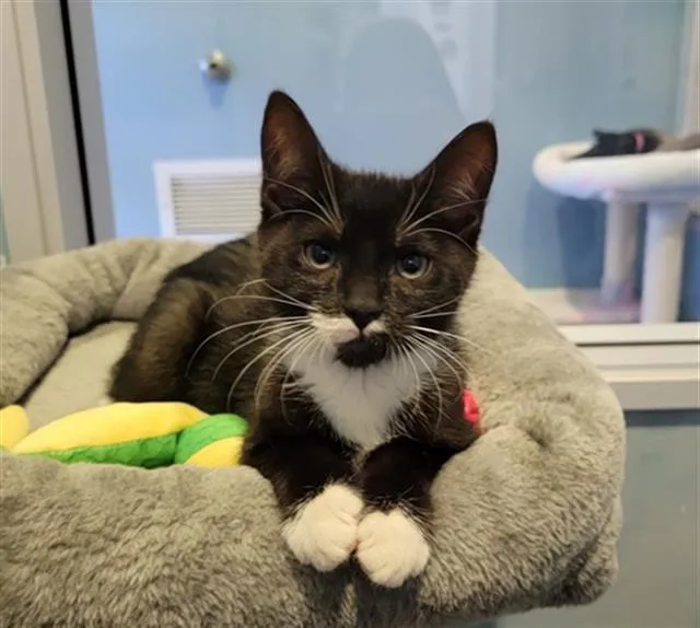 A baby small-sized male Domestic Short Hair cat named Leon for adoption in Santa Clara, CA