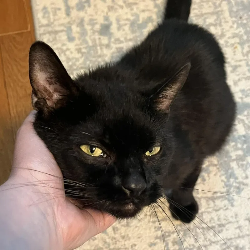 An adult medium-sized male Black Domestic Short Hair cat named Tippy for adoption in Ashland, MA