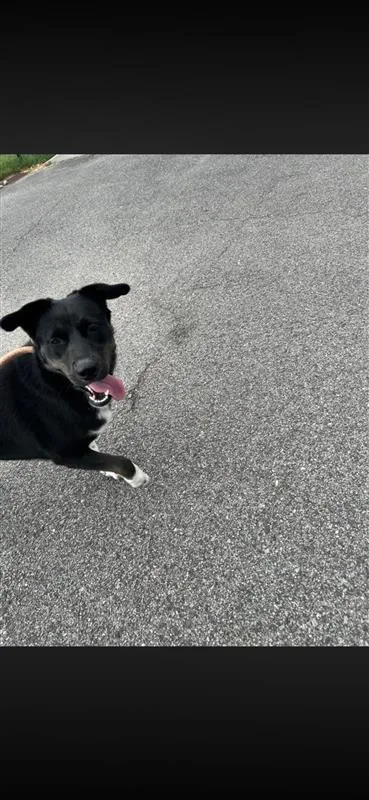 An adult medium-sized female Mixed Breed dog named Cascade for adoption in West Chester, PA
