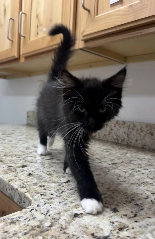 A baby small-sized female Black & White / Tuxedo Domestic Short Hair cat named Oreo for adoption in Salmon, ID