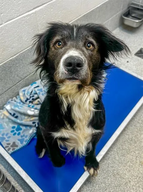 An adult medium-sized male Border Collie dog named Gibson for adoption in Statesville, NC