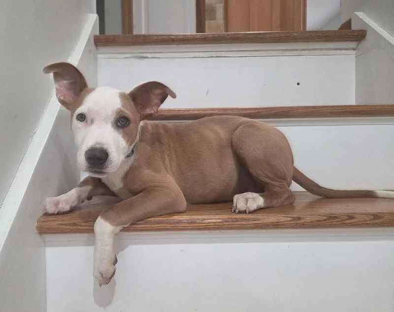 A baby medium-sized male Yellow / Tan / Blond / Fawn Pit Bull Terrier dog named Ross for adoption in Pleasant Valley, NY