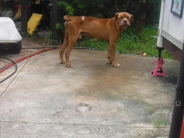 An adult large-sized male Bullmastiff dog named Marty for adoption in Miami, FL