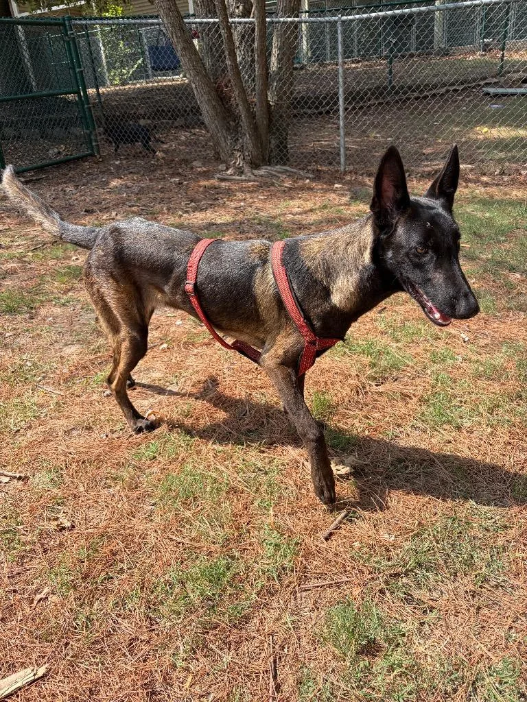An adult large-sized male Belgian Shepherd / Malinois dog named Axel for adoption in Little Rock, AR