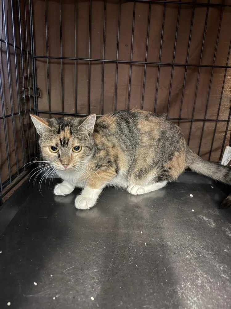 An adult medium-sized female Domestic Short Hair cat named Adeline "Addie" for adoption in West Mifflin, PA