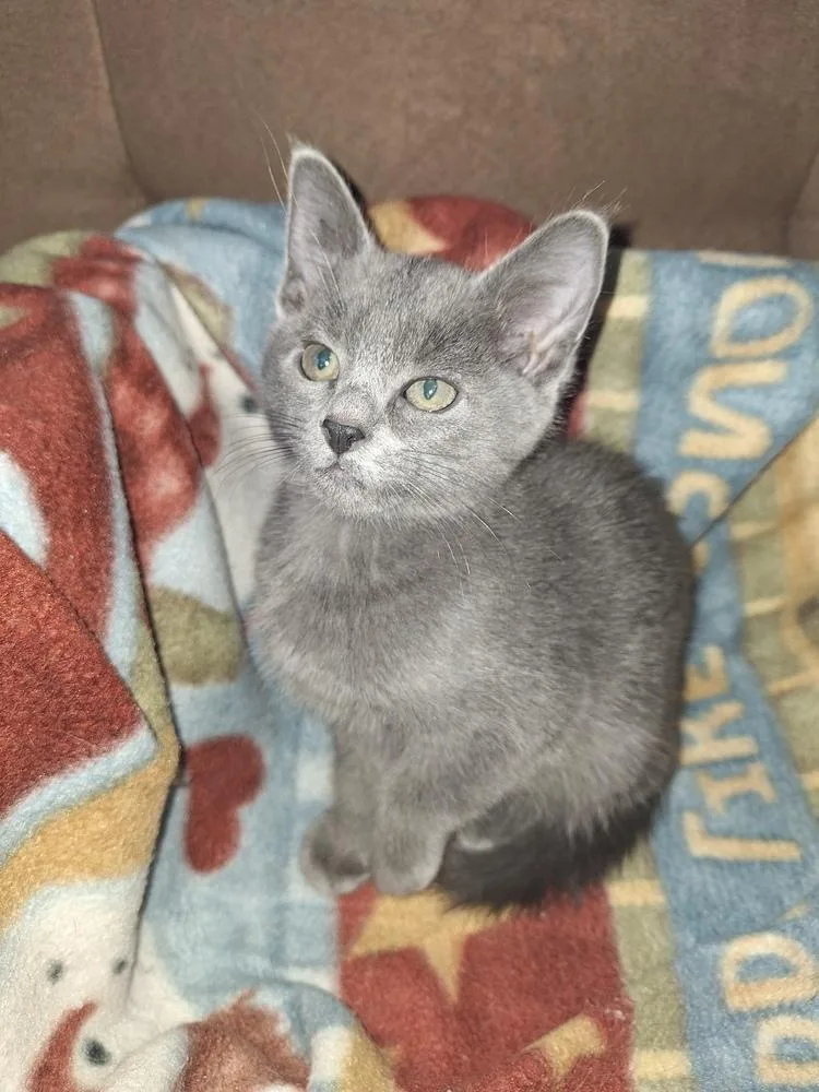 A baby small-sized male Domestic Long Hair cat named Ivan for adoption in Thornton, CO