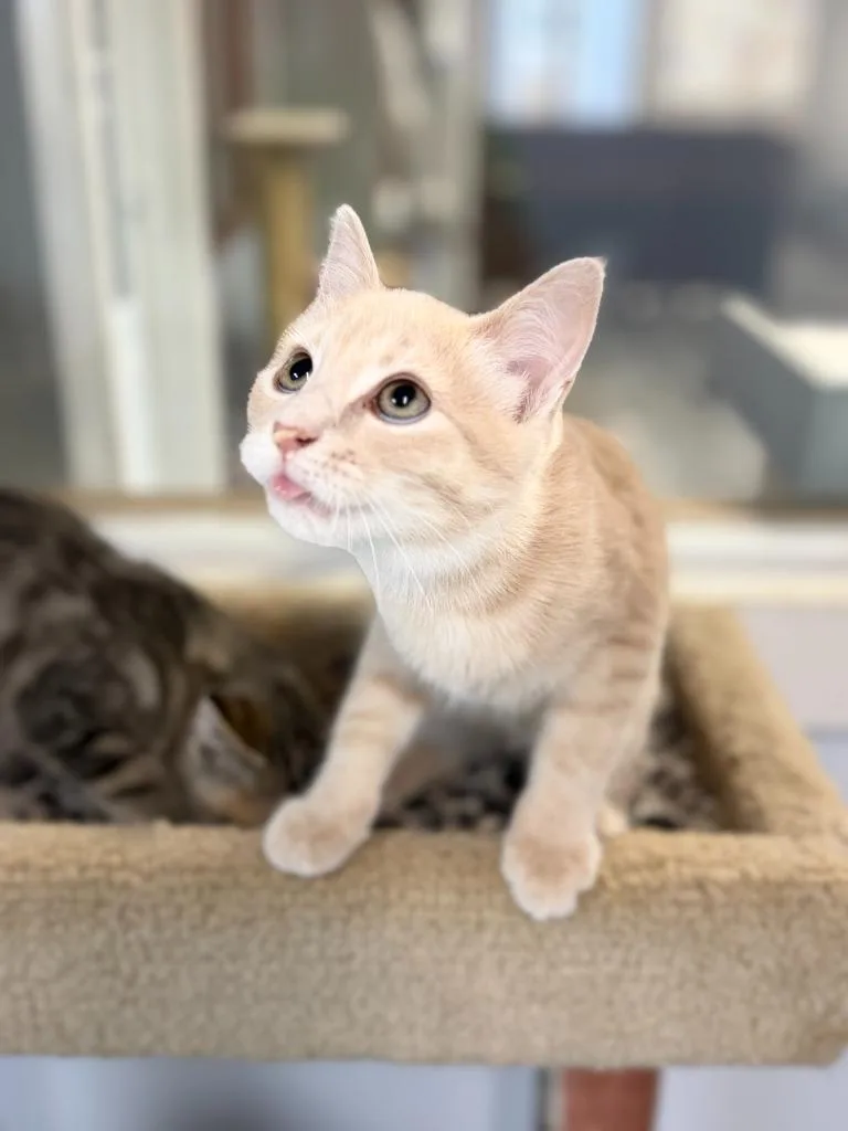 A young medium-sized male Domestic Short Hair cat named Cheeto for adoption in Algona, IA