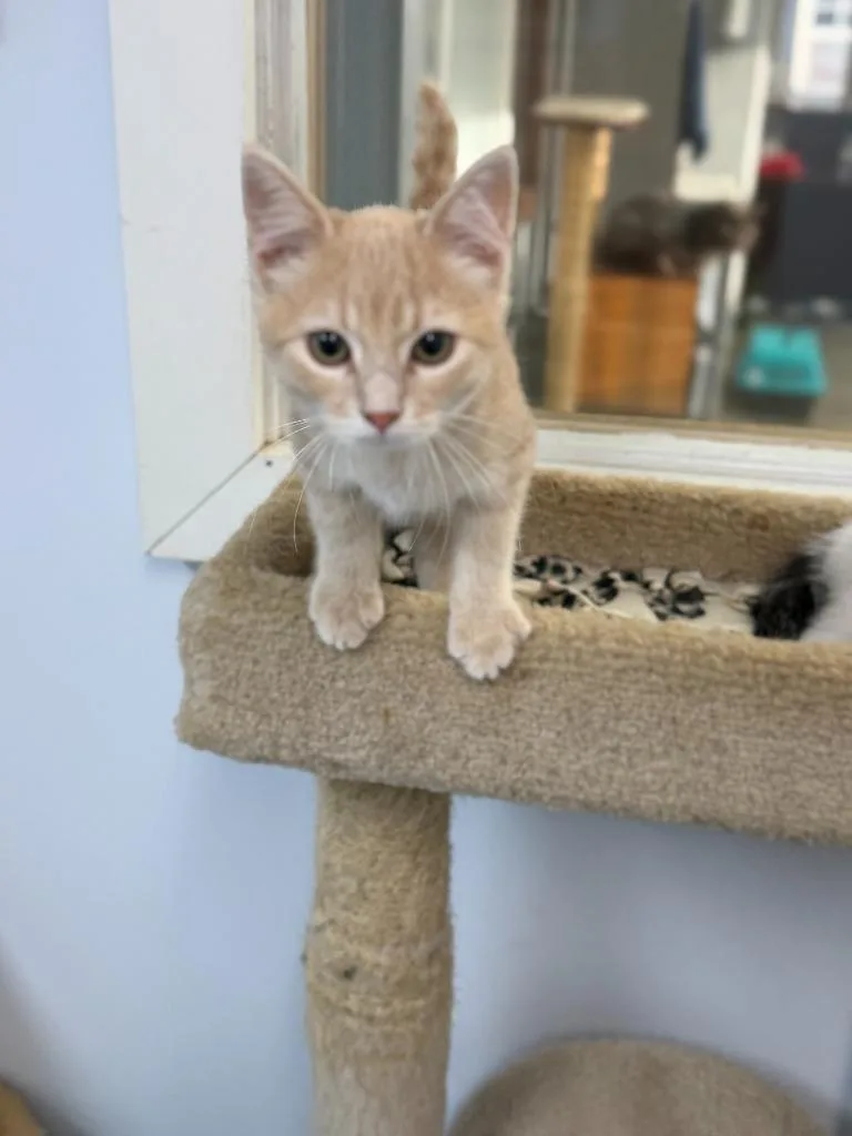 Cheeto thumbnail 2