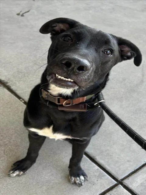 A young large-sized male Labrador Retriever dog named Ranger for adoption in Woodland, CA