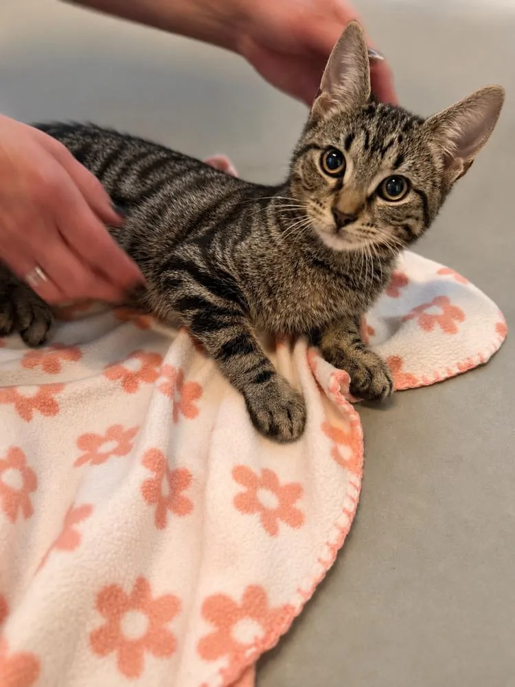 A baby small-sized male Brown / Chocolate Domestic Short Hair cat named Nimba for adoption in Chicago, IL