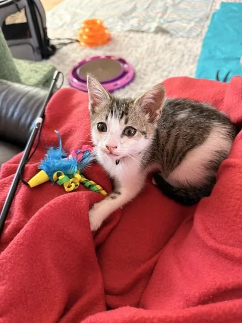 A baby small-sized male Domestic Short Hair cat named Sparky for adoption in Santa Maria, CA