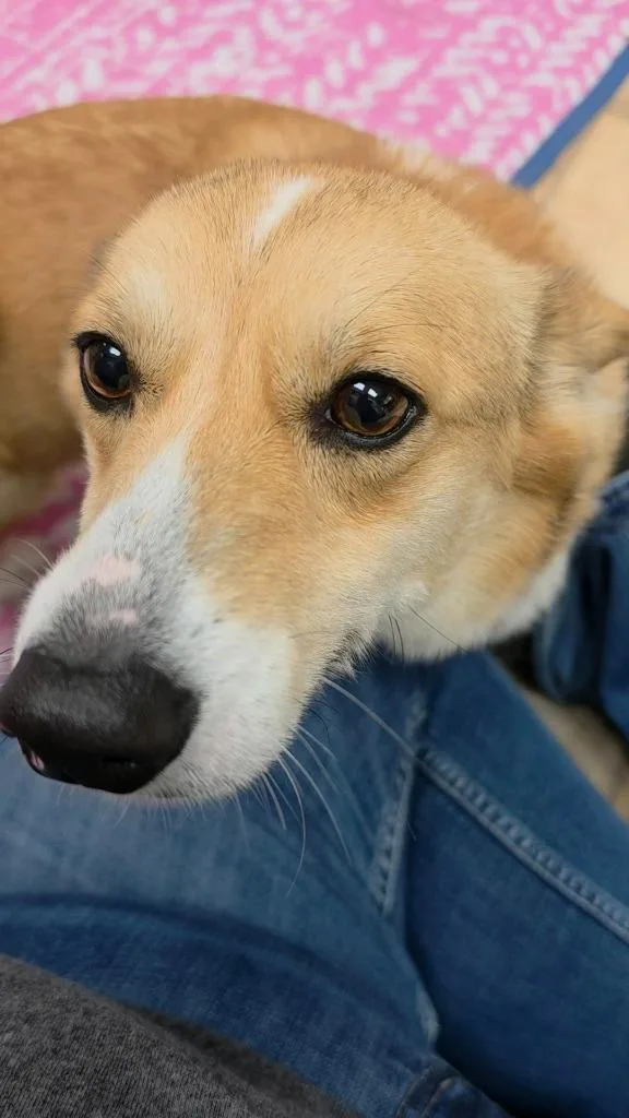 A young small-sized female Corgi dog named Maisie for adoption in Neillsville, WI