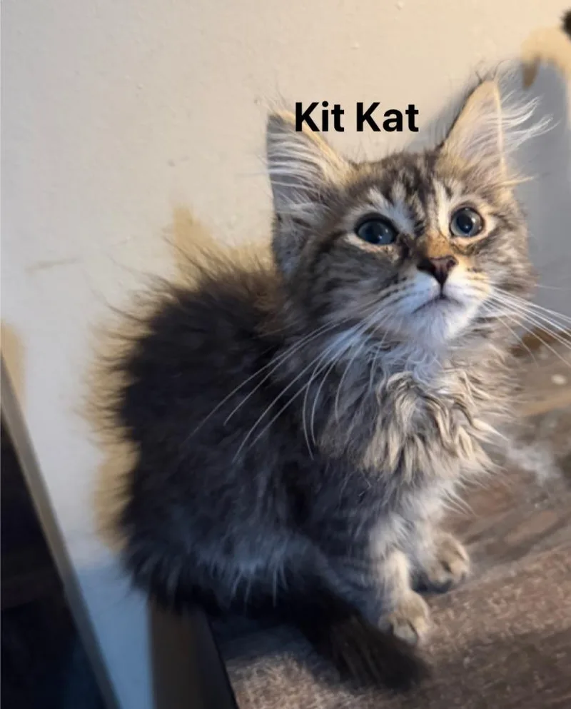 A baby medium-sized female Domestic Short Hair cat named Kitkat for adoption in Johnson City, TN