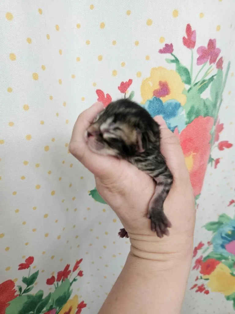 Kitkat thumbnail 4