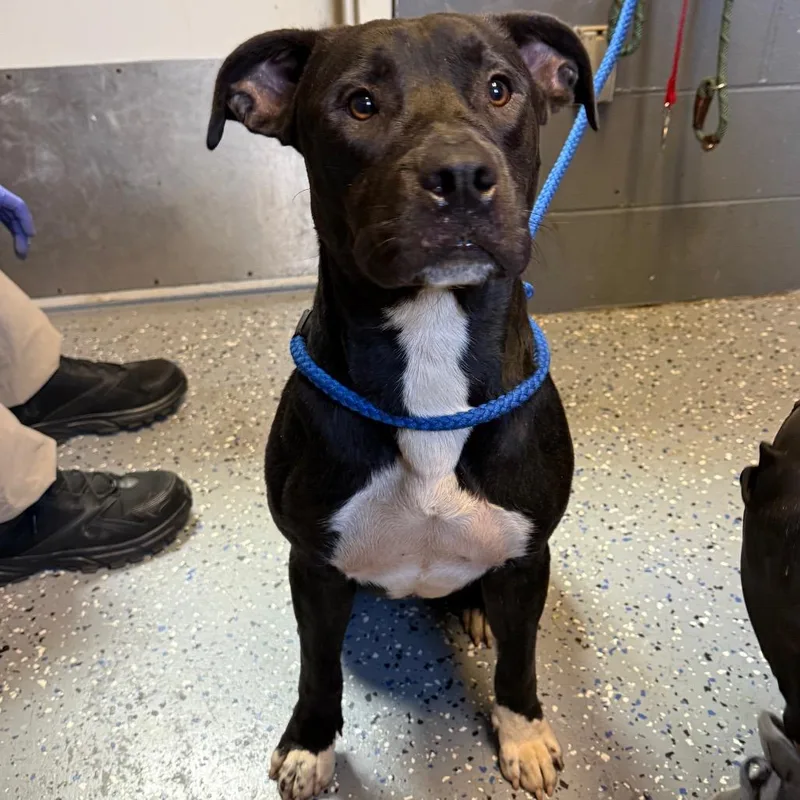 An adult medium-sized male Black Pit Bull Terrier dog named Jimmy for adoption in Tuscaloosa, AL