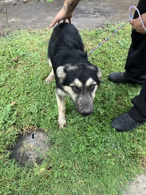 A baby medium-sized female Mixed Breed dog named Ohio for adoption in Dallas, TX