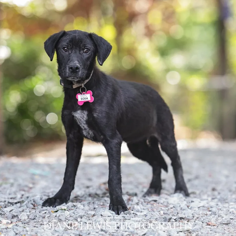 A young small-sized female Black Labrador Retriever dog named Soda for adoption in Wake Forest, NC