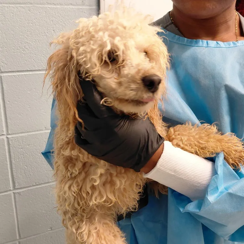 Biscuits thumbnail 2