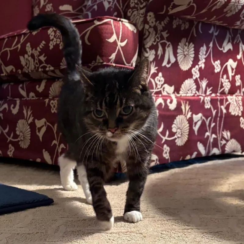 A senior small-sized female Domestic Short Hair cat named Darling for adoption in Cincinnati, OH