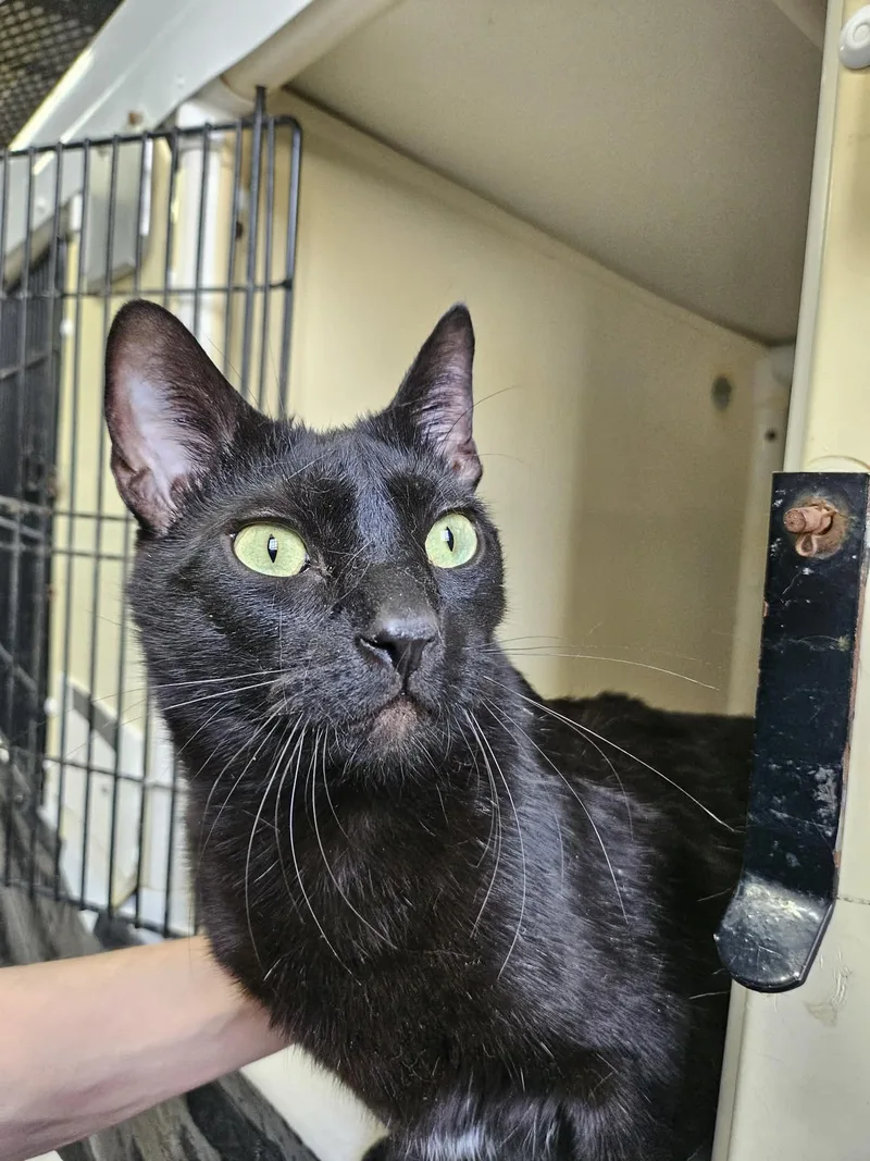 Bagheera