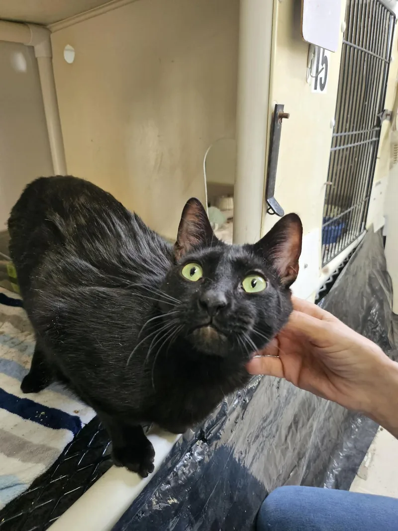 Bagheera thumbnail 2